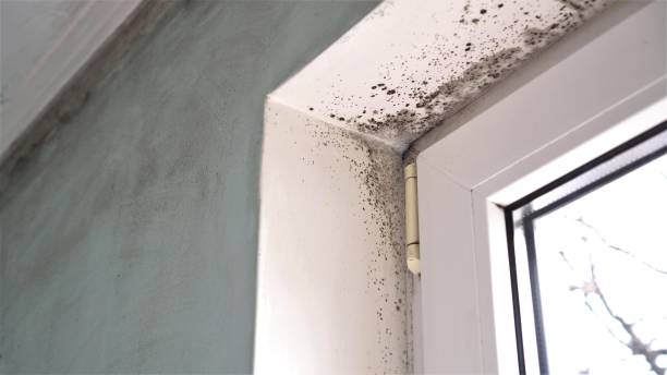 Best Preventive Mold Services in Nashua, NH